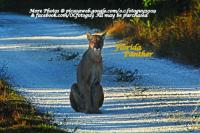 Encore Pose 988 (written 01/24/13)