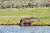 ZAMBEZI QUEEN