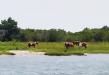 Beautiful horses spotted during his boat ride along Assateague Island. photo by Denny D